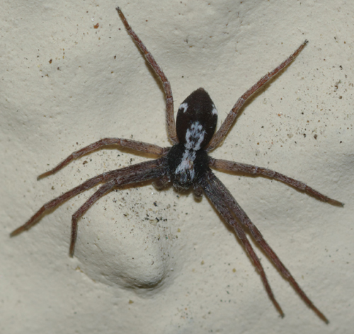 Pulchellodromus pulchellus